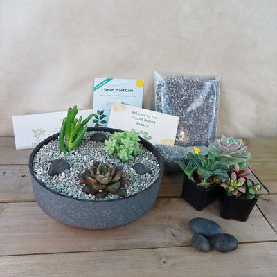 3 Succulent Concrete Capri DIY Kit