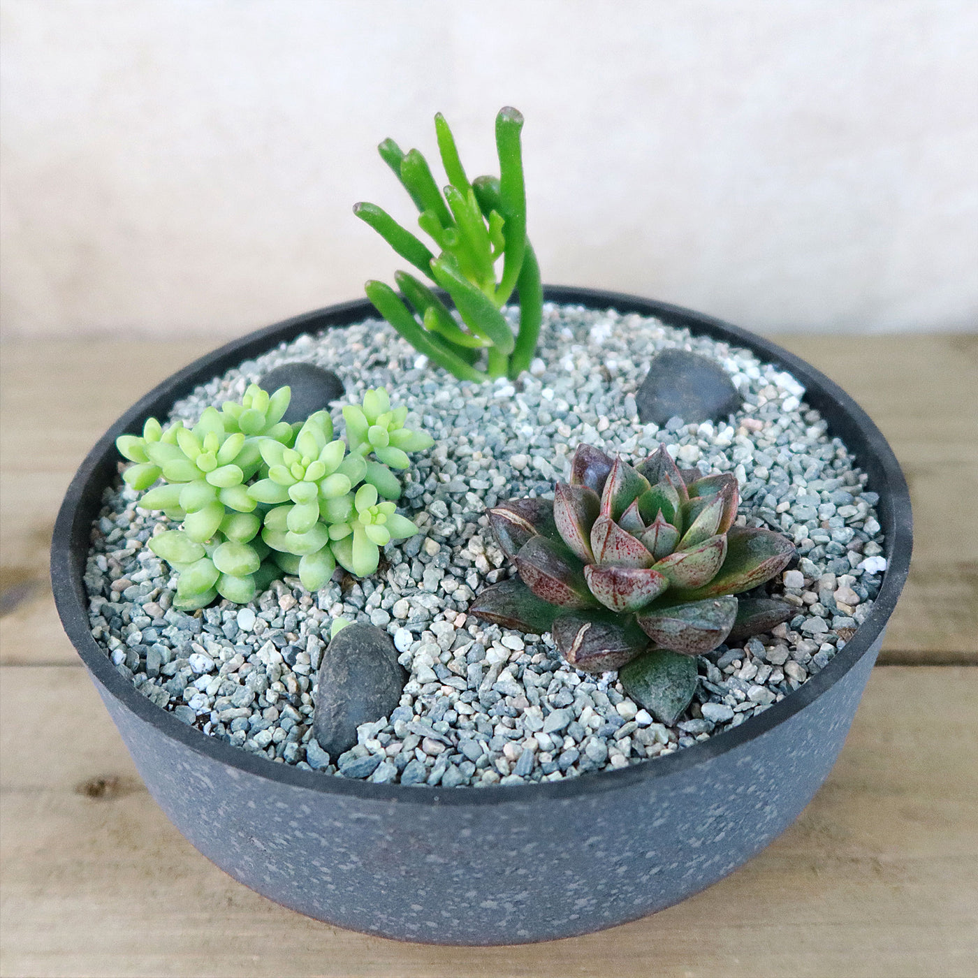 3 Succulent Concrete Capri DIY Kit