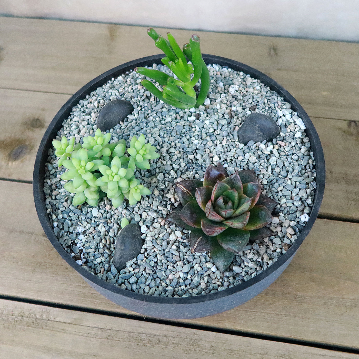 3 Succulent Concrete Capri DIY Kit