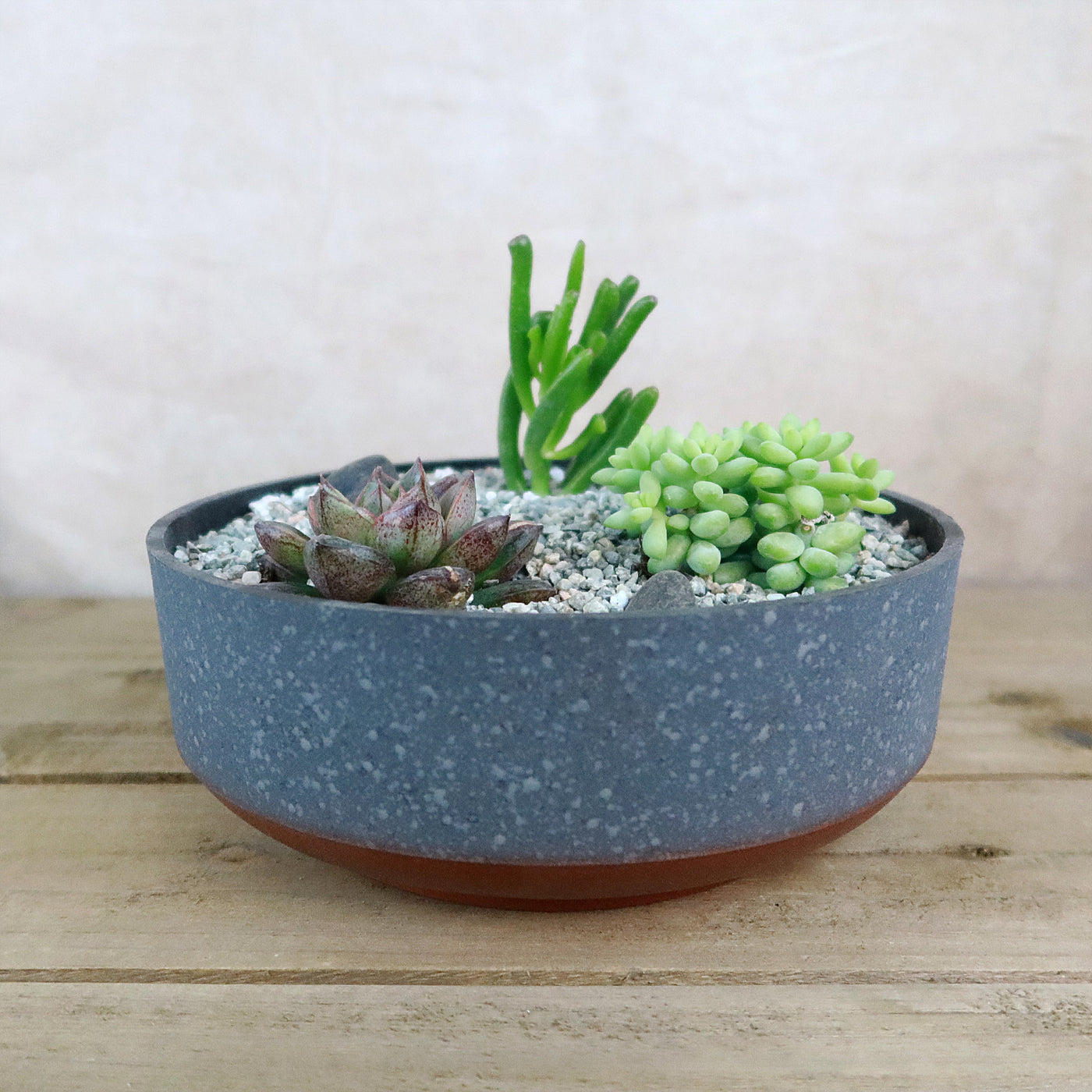 3 Succulent Concrete Capri DIY Kit