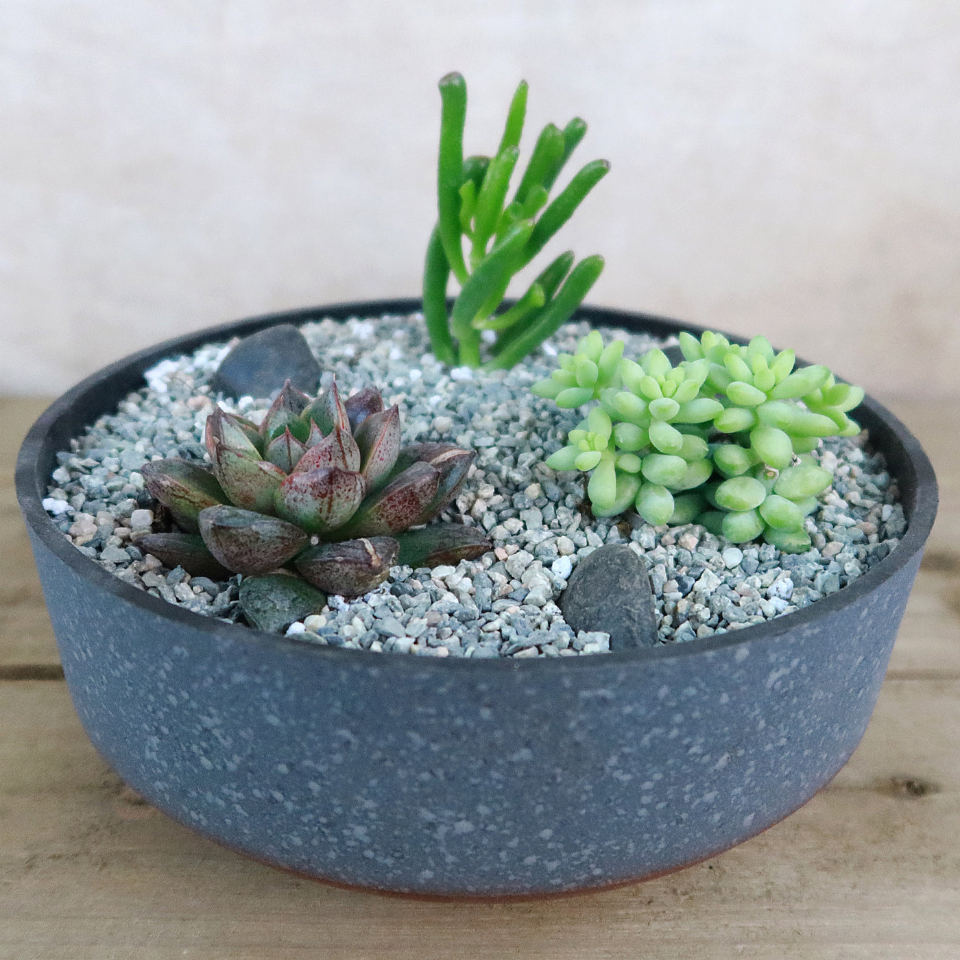 3 Succulent Concrete Capri DIY Kit