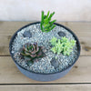 3 Succulent Concrete Capri DIY Kit