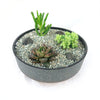 3 Succulent Concrete Capri DIY Kit