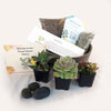 3 Succulent Taupe DIY Kit