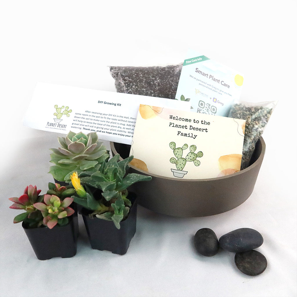 3 Succulent Taupe DIY Kit