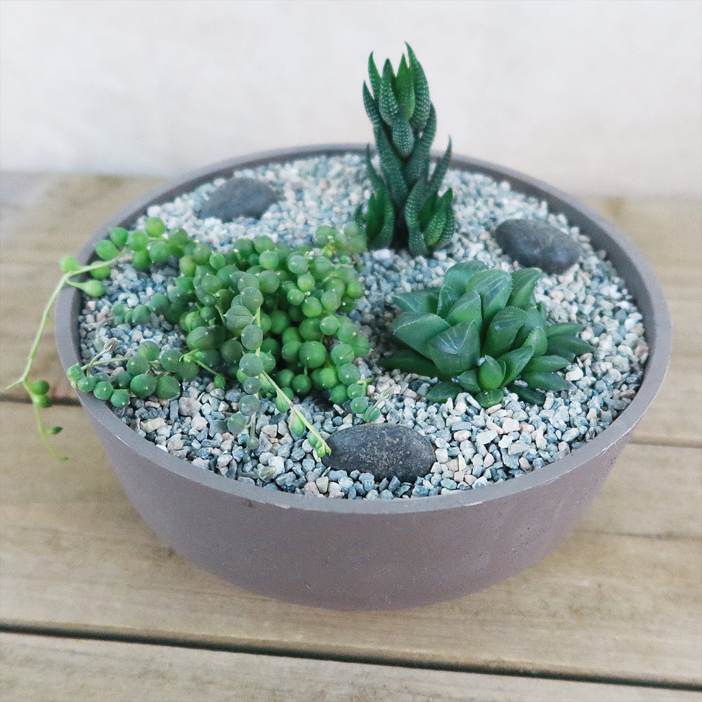3 Succulent Taupe DIY Kit