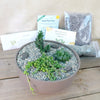 3 Succulent Taupe DIY Kit