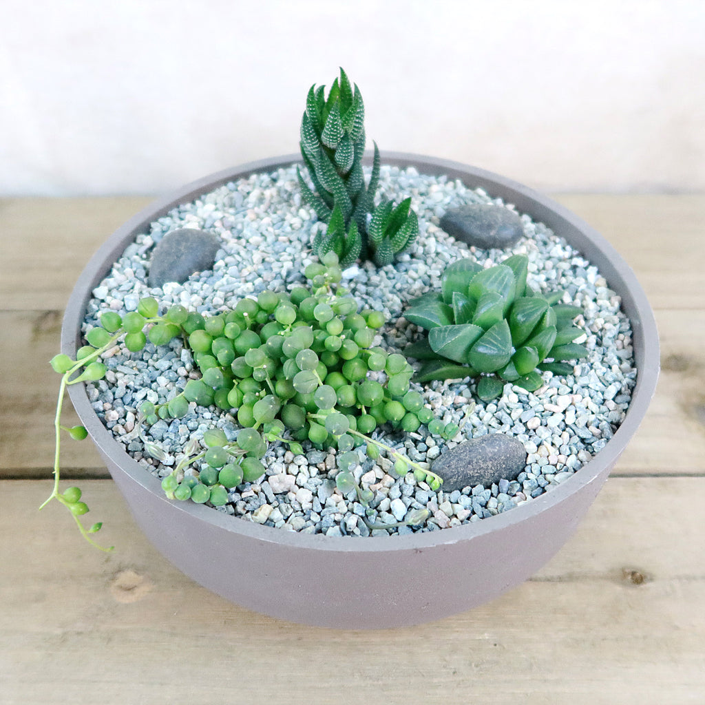 3 Succulent Taupe DIY Kit