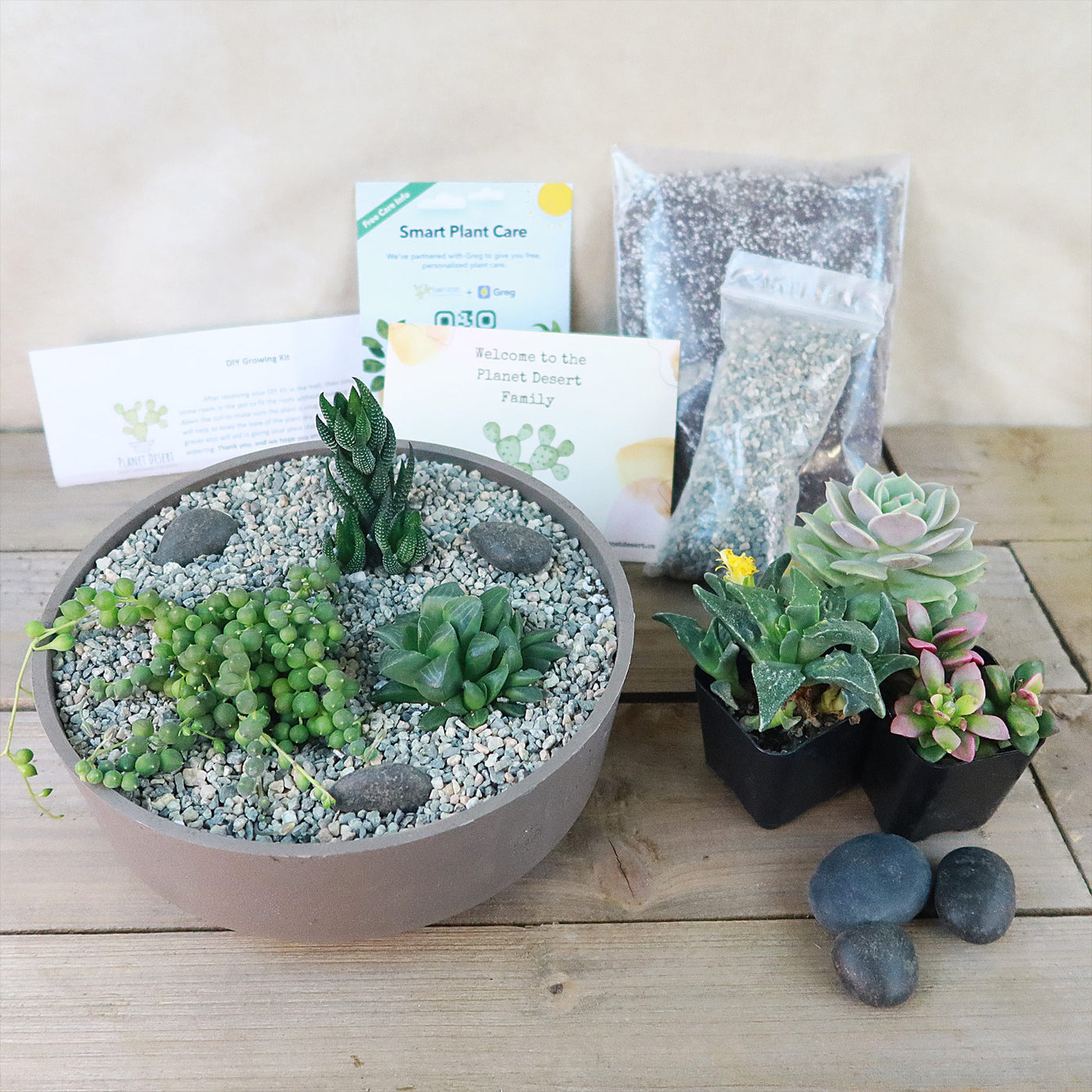 succulent care kit 3 Succulent Taupe DIY Kit