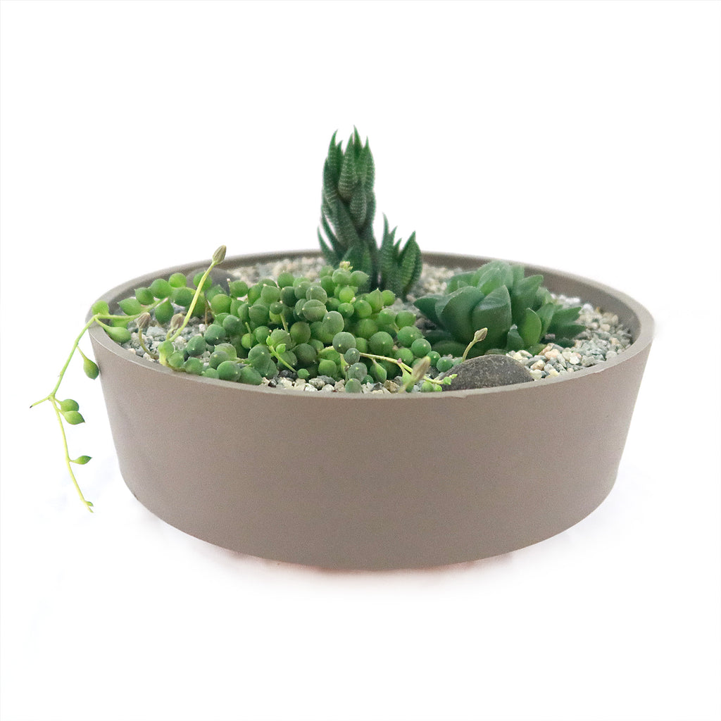 3 Succulent Taupe DIY Kit
