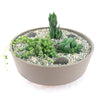 3 Succulent Taupe DIY Kit
