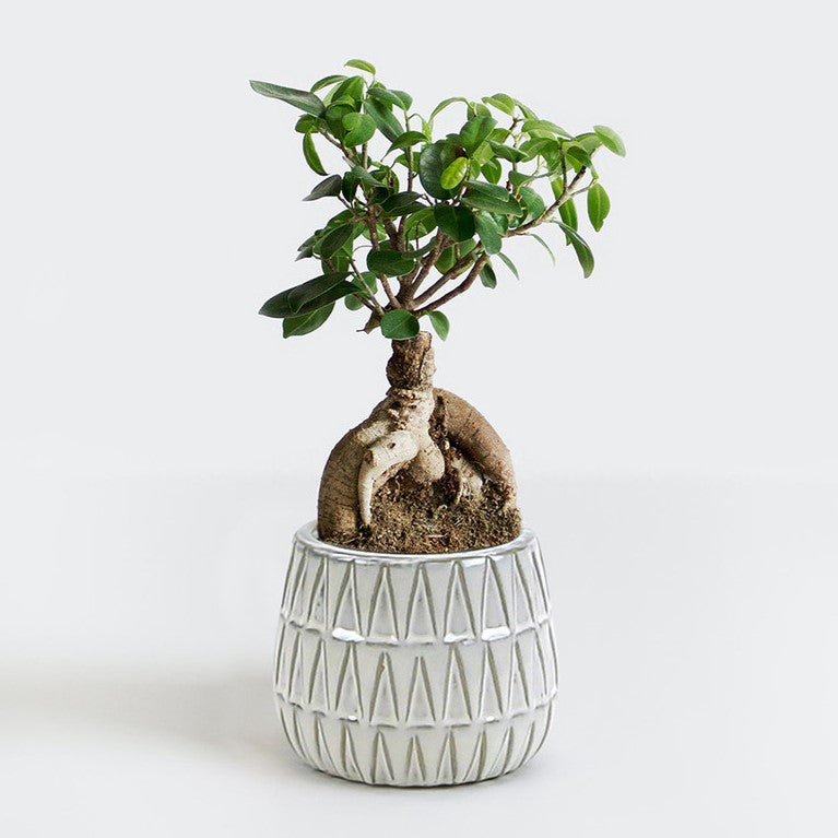 Triangular Print Reactive Glazed Pot