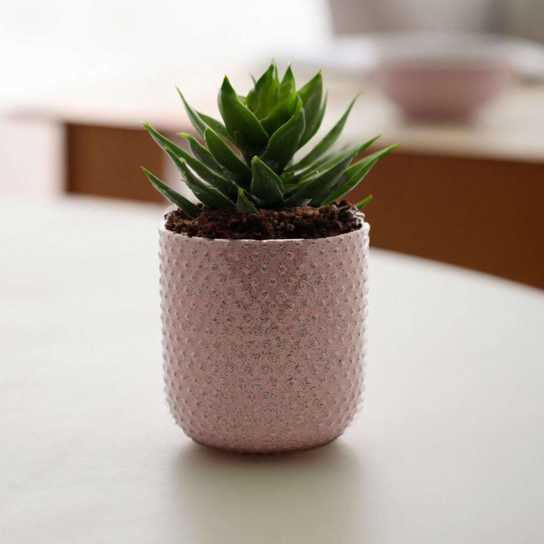 pink plant pot ceramic Pink Ceramic Pot 4" Pot