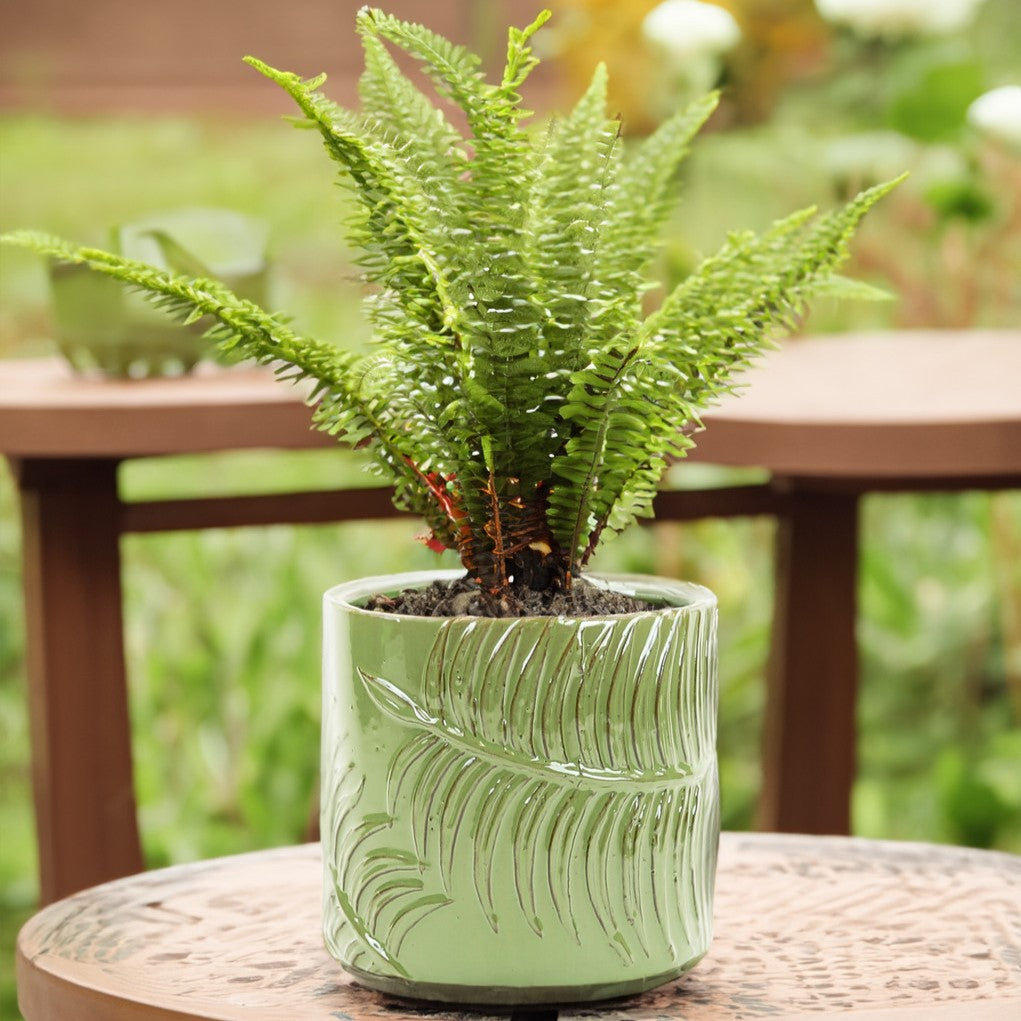 Green Fern Cylinder Pot