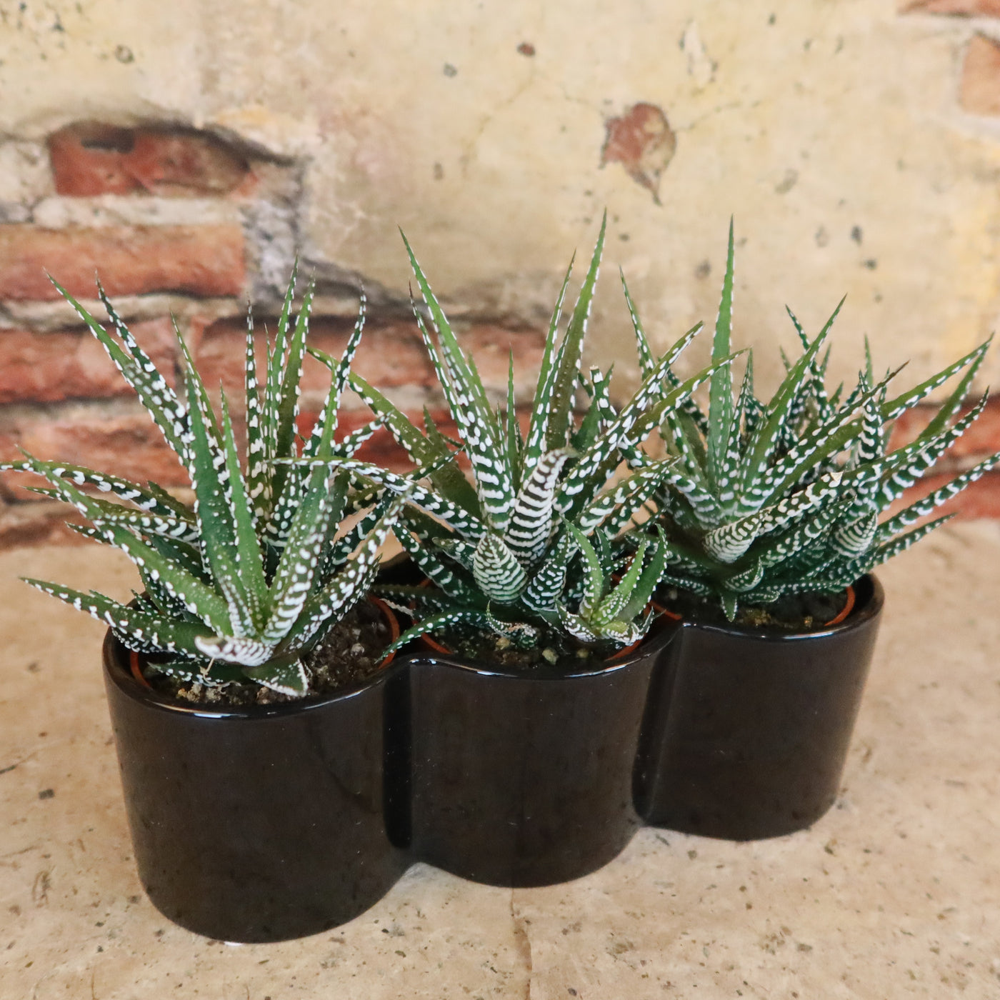 3 haworthias Plants in Triple Ceramic Planter