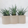 3 haworthias Plants in Triple Ceramic Planter