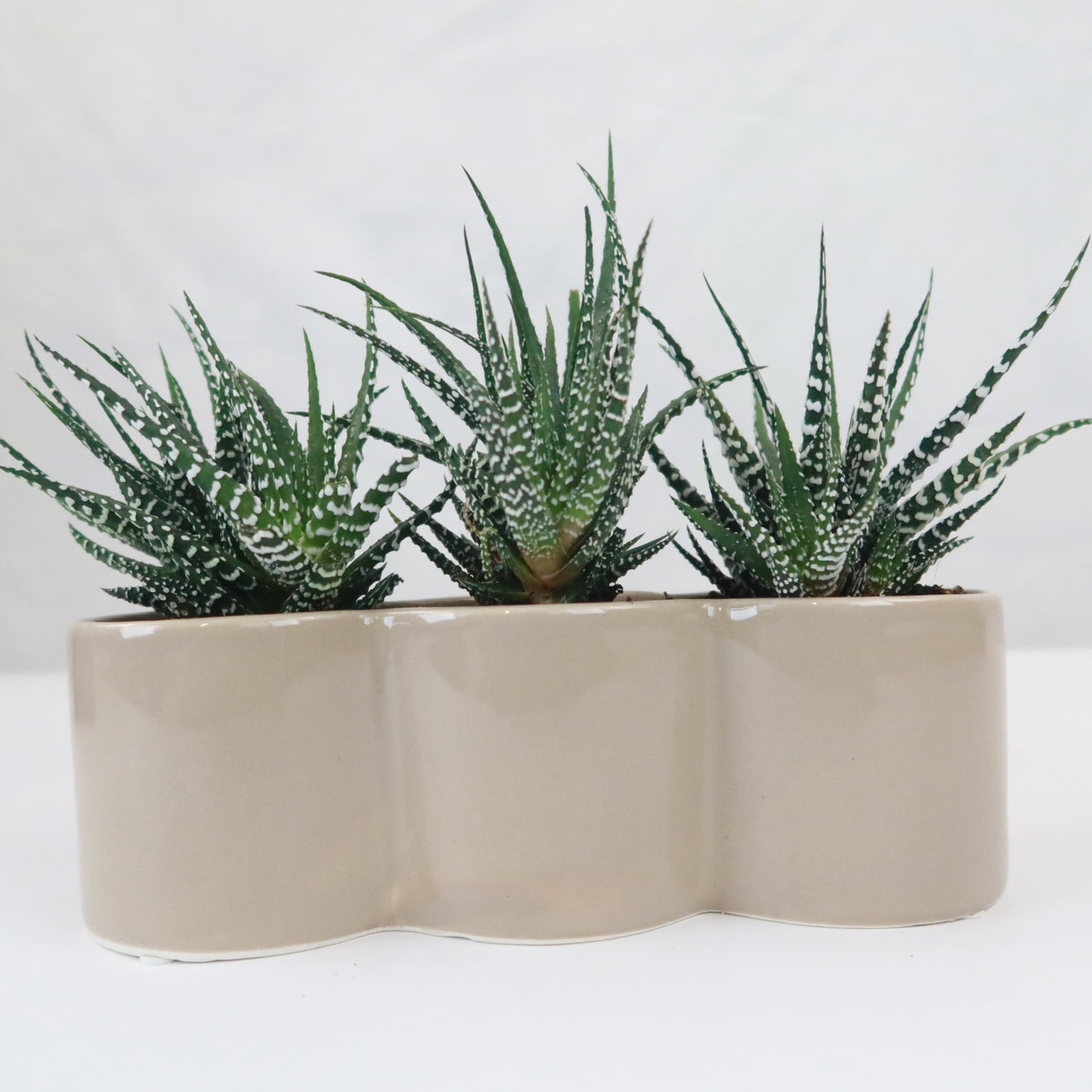 3 haworthias Plants in Triple Ceramic Planter