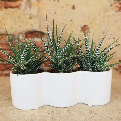 3 haworthias Plants in Triple Ceramic Planter