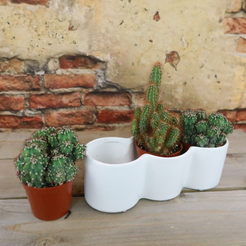3 Cereus Plants in Triple Ceramic Planter