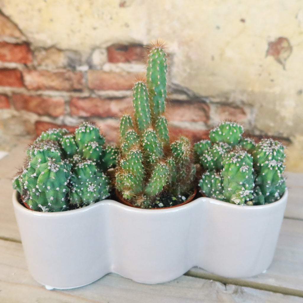 3 Cereus Plants in Triple Ceramic Planter