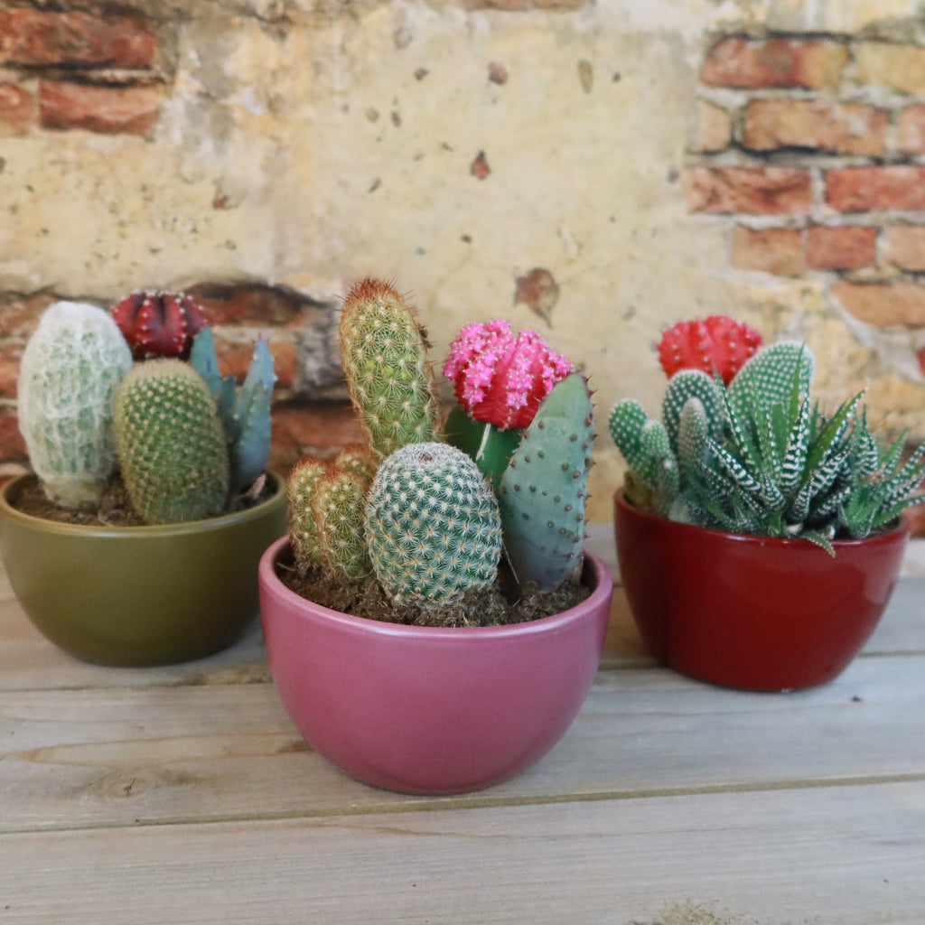 Gift 3 Cacti & 1 Succulent Assorted Ceramic Bowl Planters