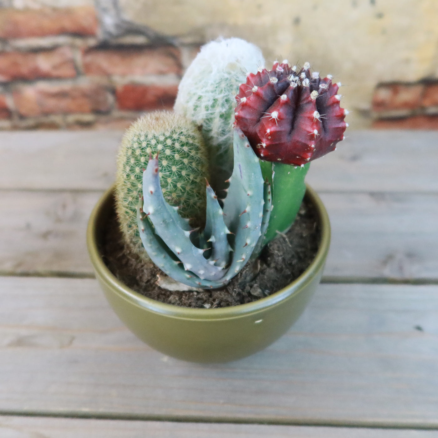 3 succulent planter Gift 3 Cacti & 1 Succulent Assorted Ceramic Bowl Planters 5.25"Pot / Dark Red
