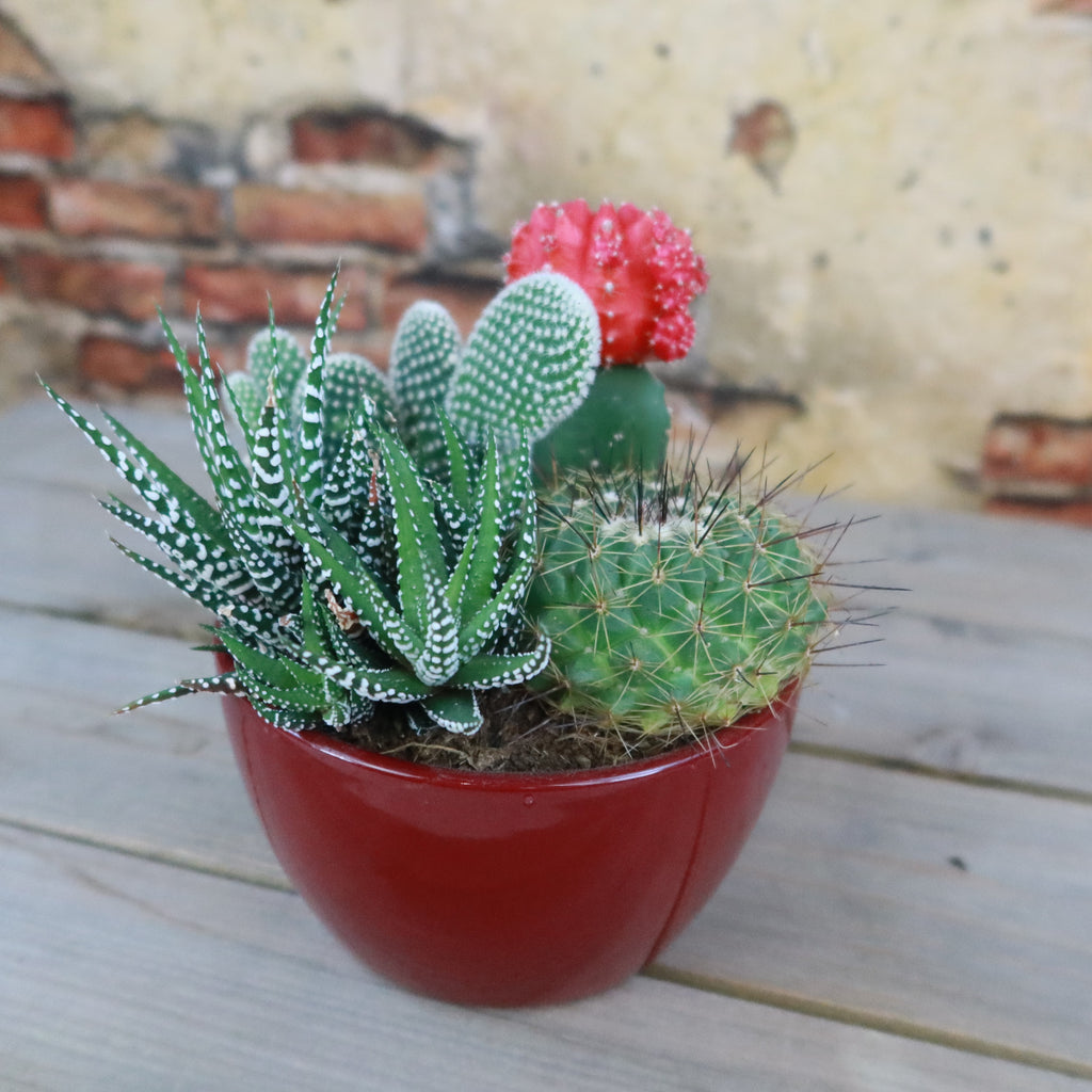Gift 3 Cacti & 1 Succulent Assorted Ceramic Bowl Planters