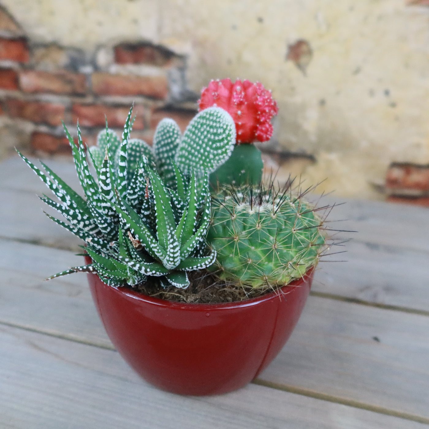 cute cactus plant pot Gift 3 Cacti & 1 Succulent Assorted Ceramic Bowl Planters 5.25"Pot / Dark Red