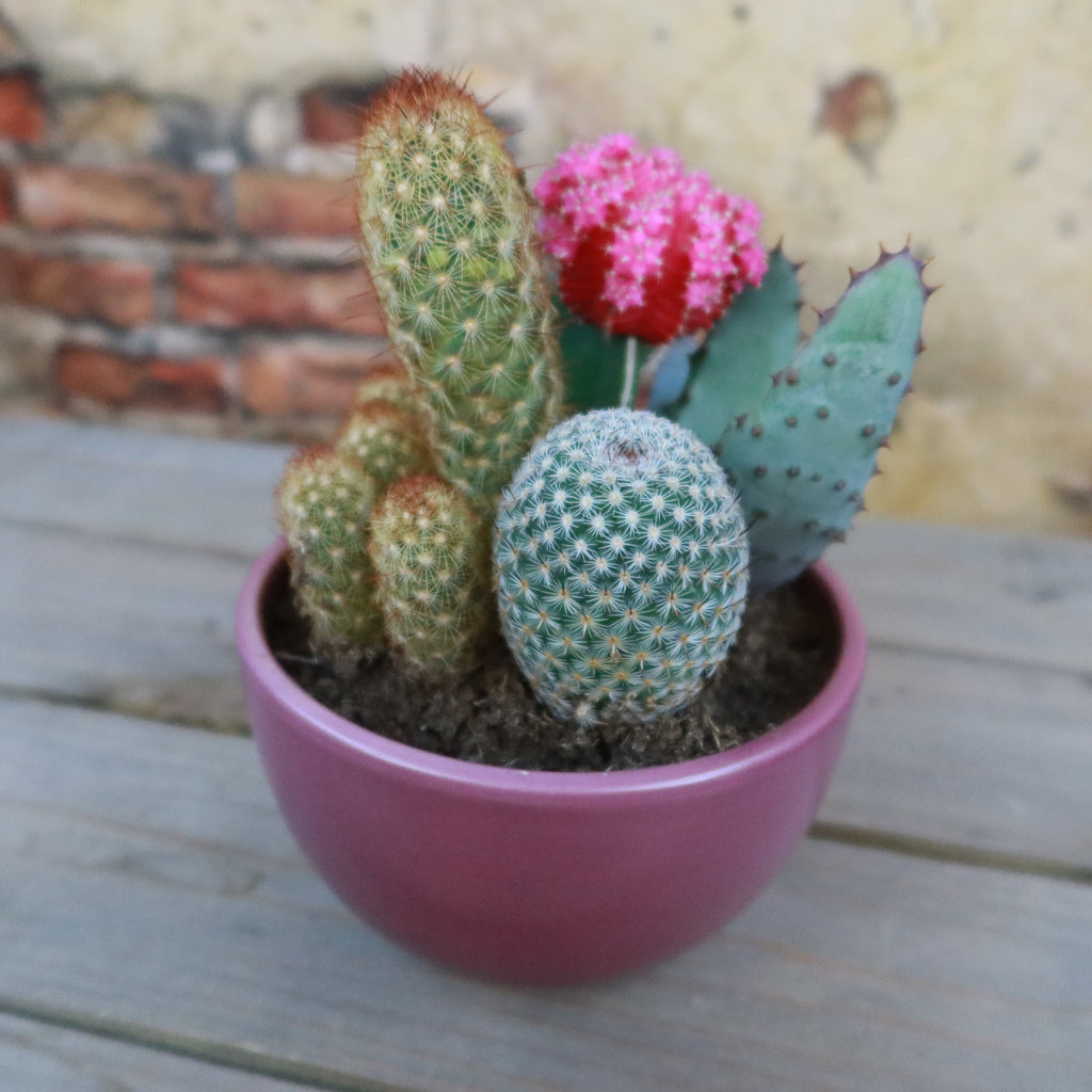 Gift 3 Cacti & 1 Succulent Assorted Ceramic Bowl Planters