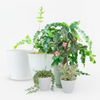 Blue Star Fern ‘Phlebodium aureum’
