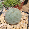 Snowman cactus ‘Tephrocactus geometricus’