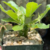 Dorstenia Foetida