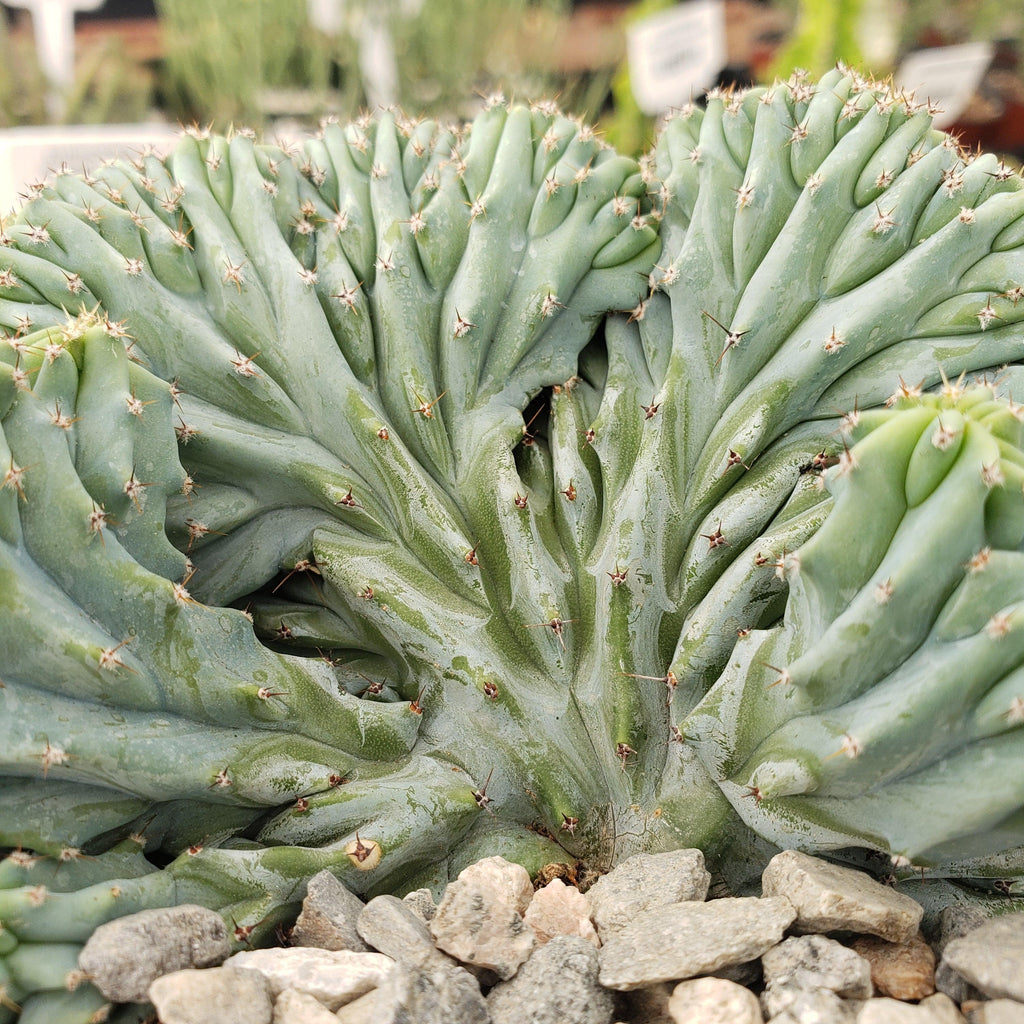Myrtillocactus geometrizans Crested &