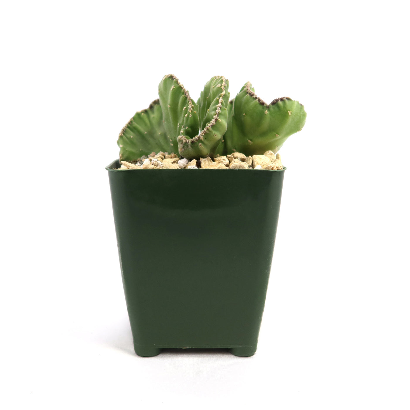 Shop 'Stapelia leendertziae cristata' Care and Growing Guide