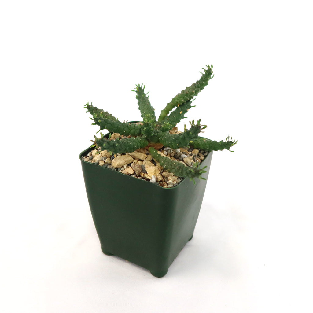 Euphorbia Gorgonis plant  in a 4 inch  dark green pot on a white background