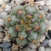 Gymnocalycium tucavocense damsii