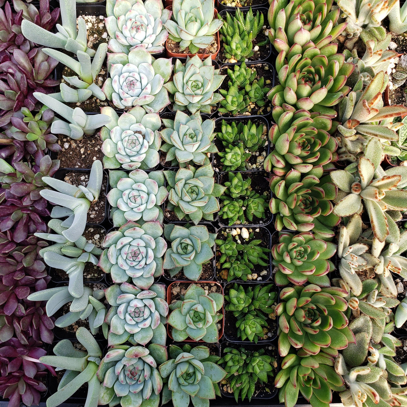 Assorted Succulents for Party / Wedding Favors or Arrangements in Heart Pail Flower Pots (9 - 2.25", 24 - 3")