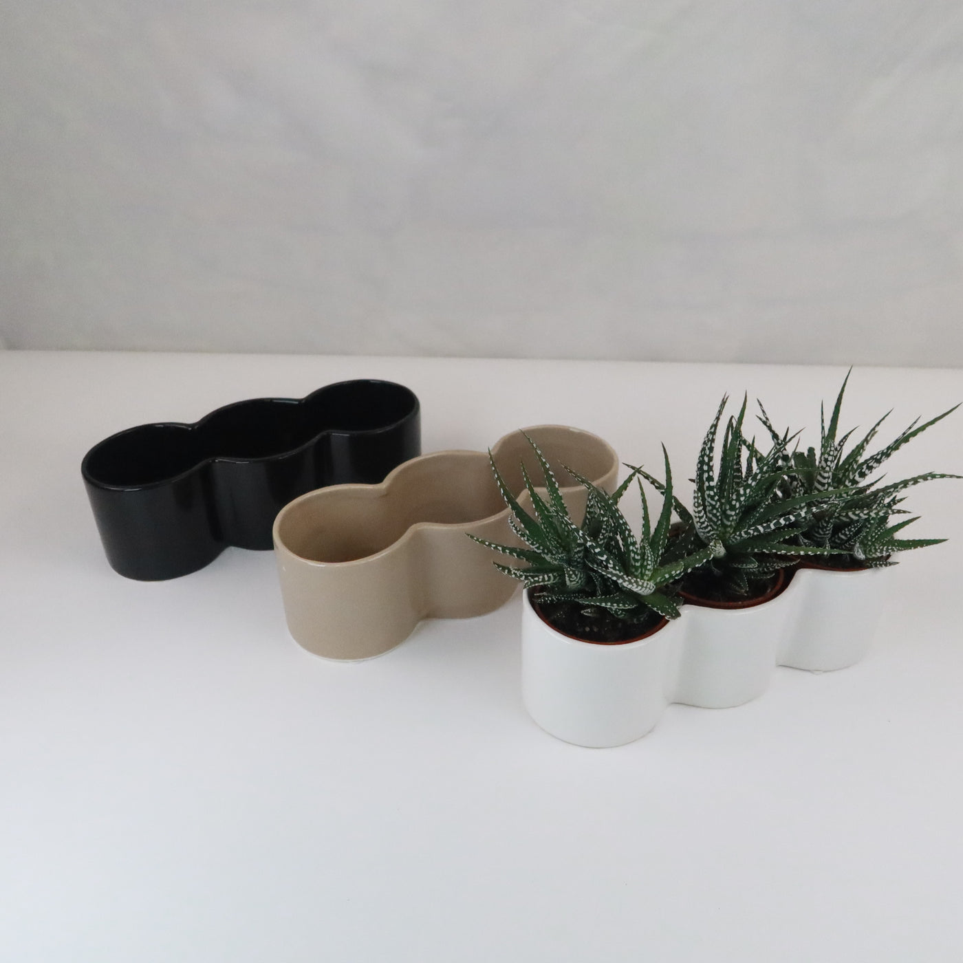 succulent trio gift 3 haworthias Plants in Triple Ceramic Planter – Planet Desert