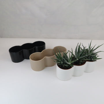 black and white succulent pots 3 haworthias Plants in Triple Ceramic Planter 8.5" White