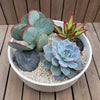 3 Succulent Capri White DIY Kit