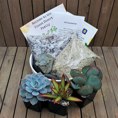 3 Succulent Capri White DIY Kit