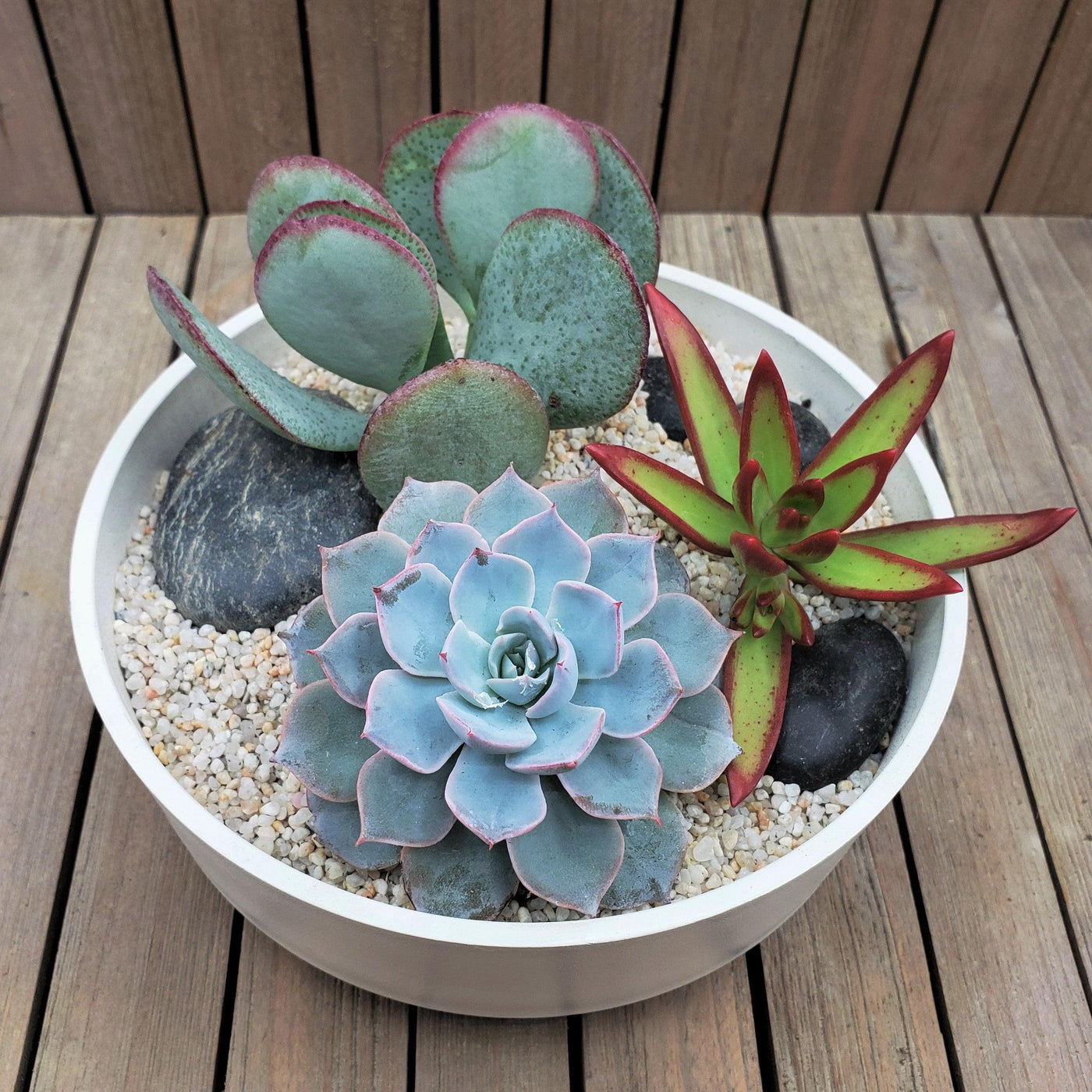 3 Succulent Capri White DIY Kit