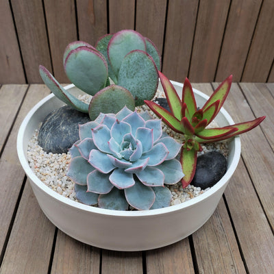 3 Succulent Capri White DIY Kit