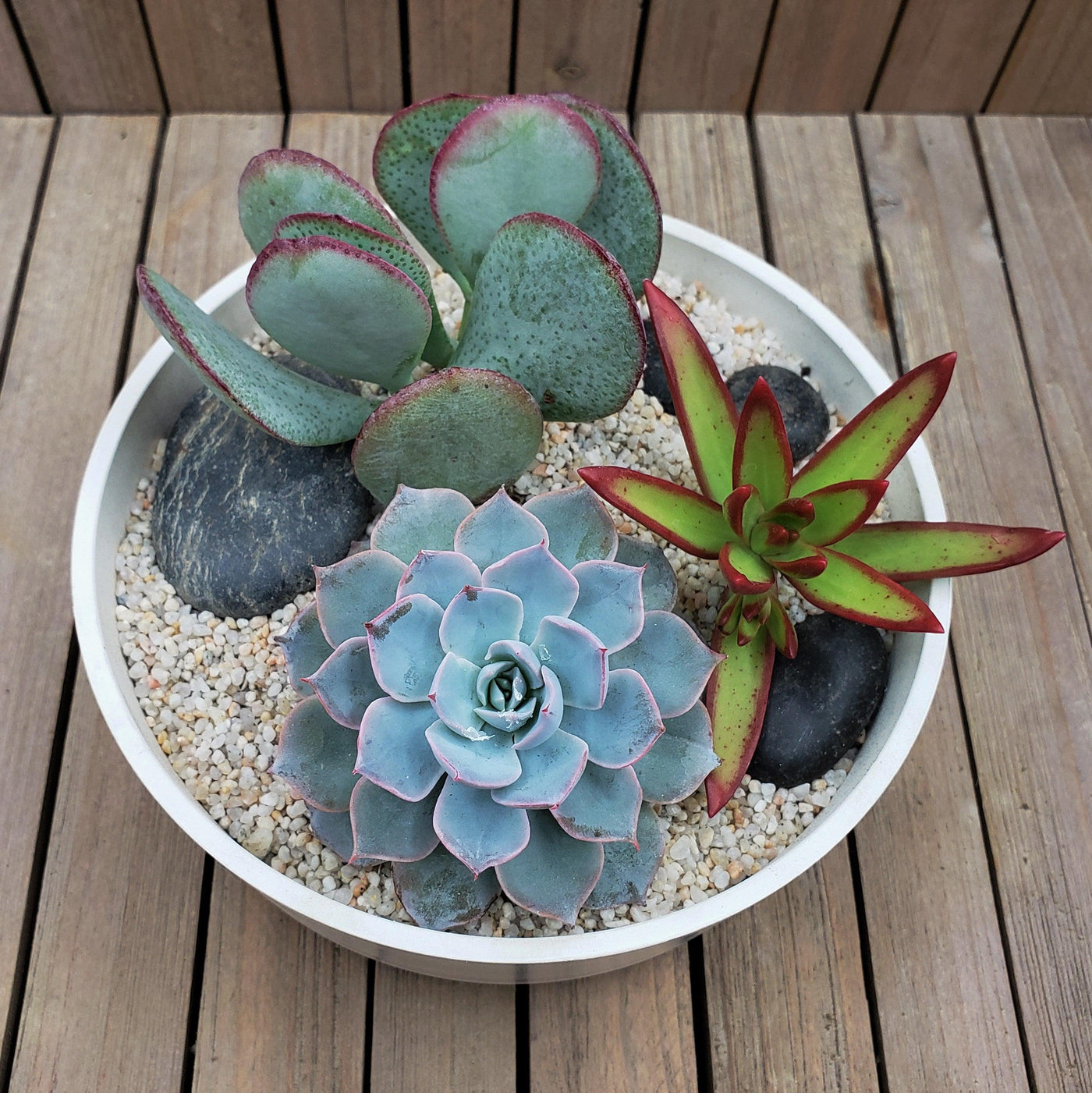 3 Succulent Capri White DIY Kit