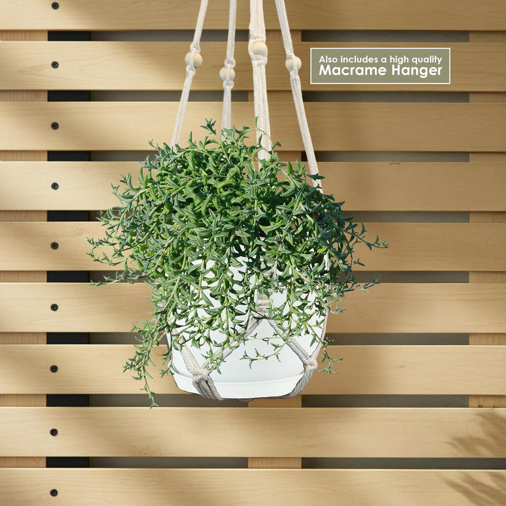 String of Dolphins plant 6 inch