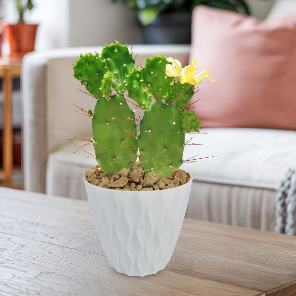 Brazilian Prickly Pear - Opuntia argentiniana