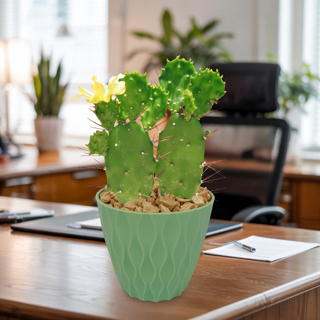 Brazilian Prickly Pear - Opuntia argentiniana