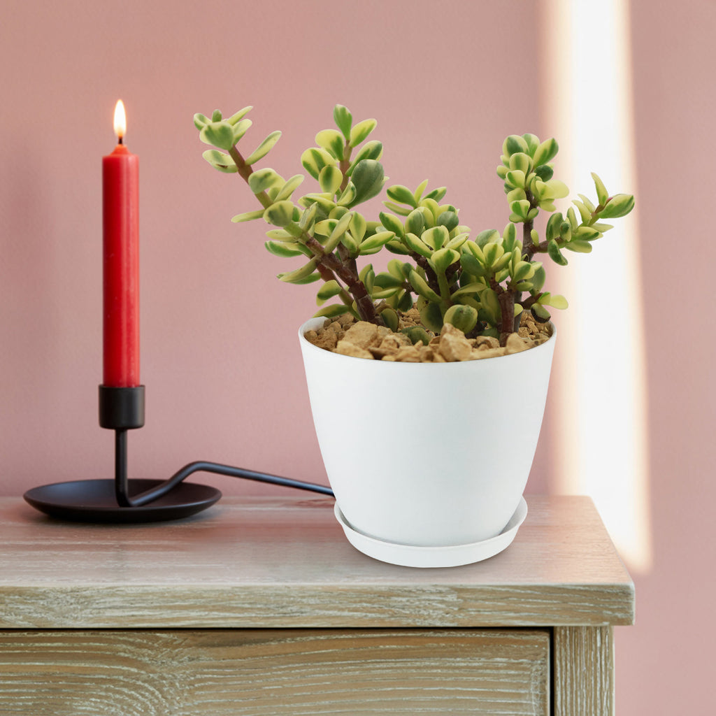 Rainbow Bush - Portulacaria afra variegata