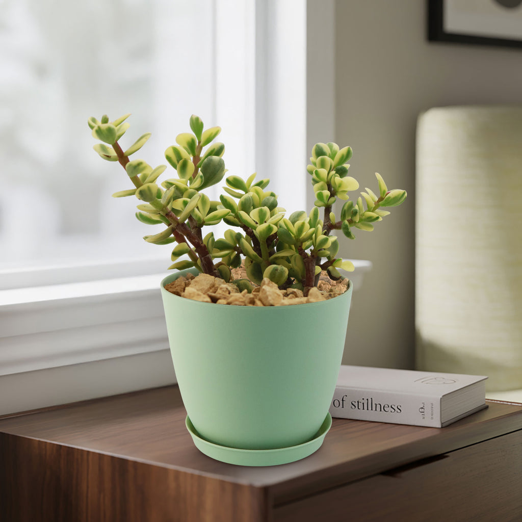 Rainbow Bush - Portulacaria afra variegata