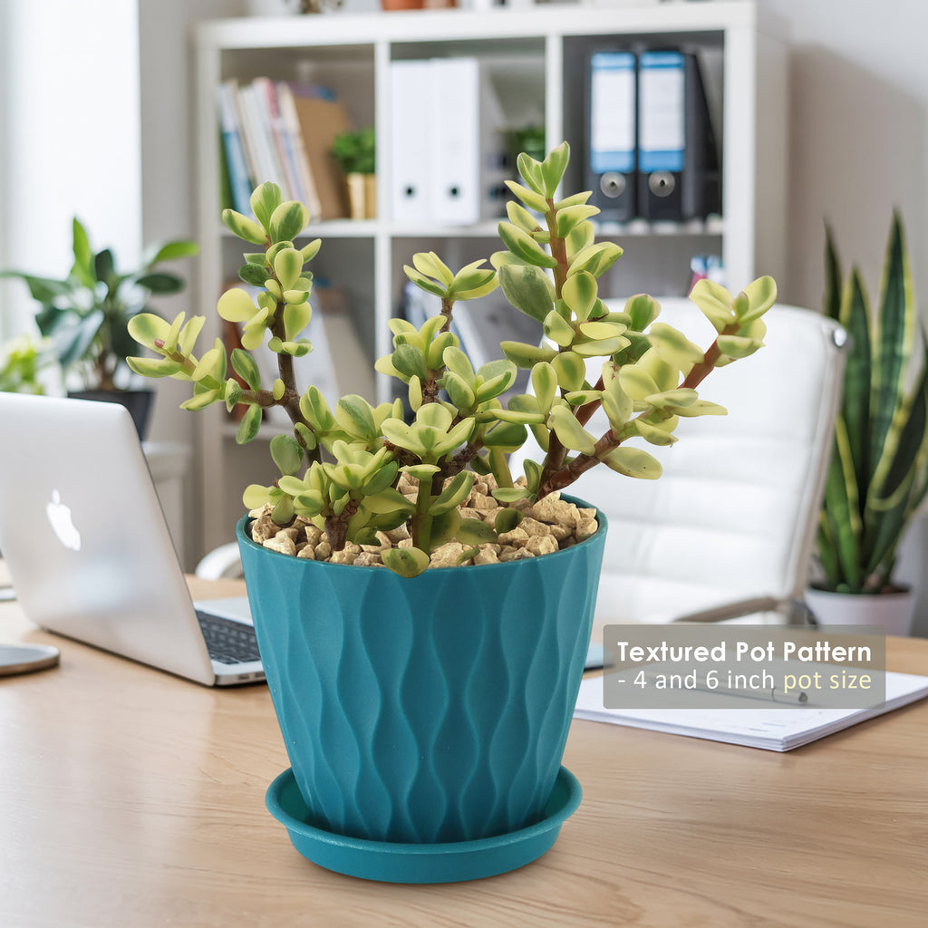 Rainbow Bush - Portulacaria afra variegata